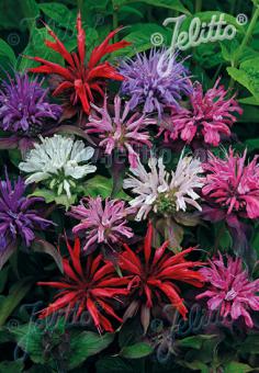 Monarda (Bergamot) didyma 'Panorama Mixture'